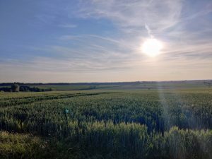 Evening cycling, Bramling Road, near Bridge, Kent