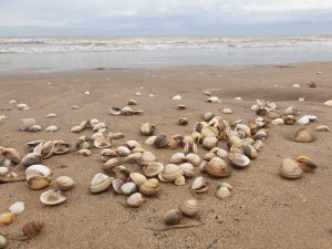 Shells on beach