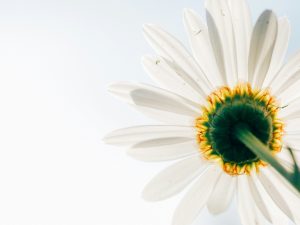 Daisy flower image