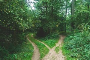 Paths splitting in a forest. Photo by Jens Lelie on Unsplash